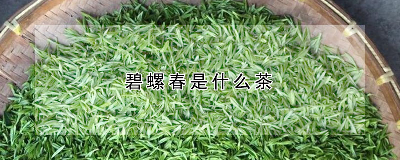 碧螺春是什麼茶