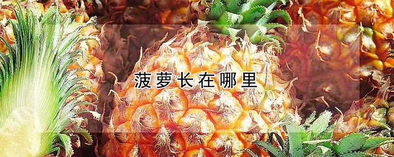 菠蘿長在哪裏