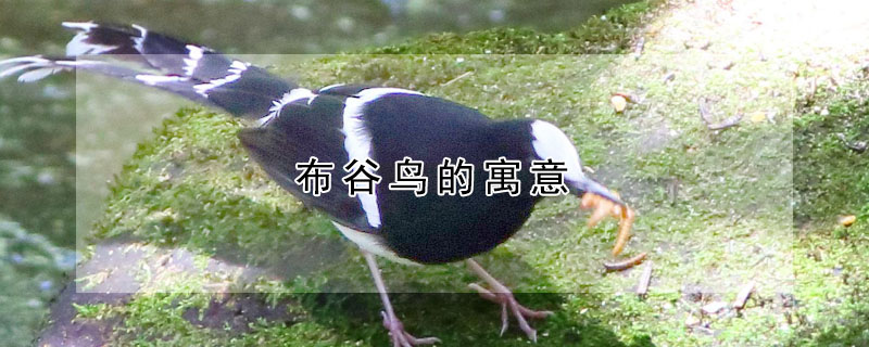 布穀鳥的寓意