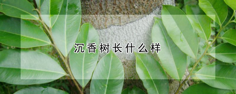 沉香樹長什麼樣