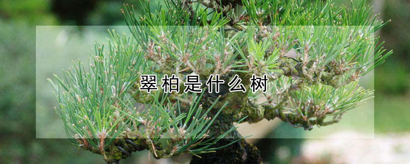 翠柏是什麼樹