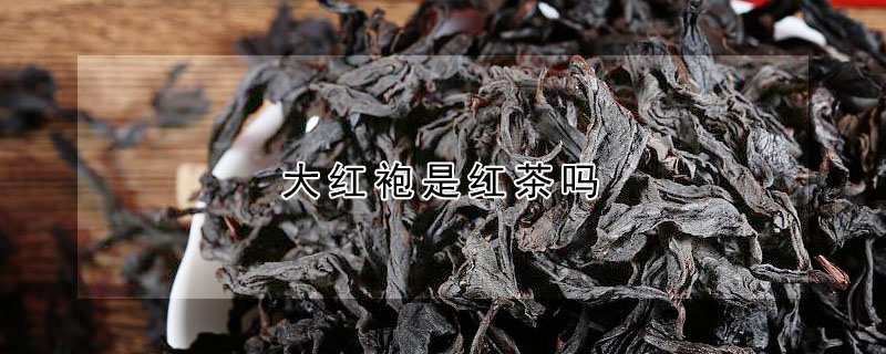 大紅袍是紅茶嗎