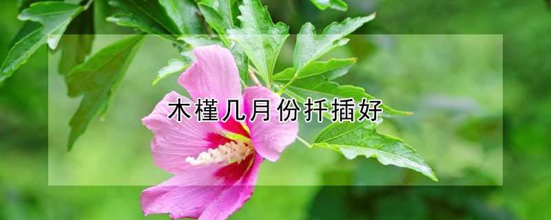 木槿幾月份扡插好