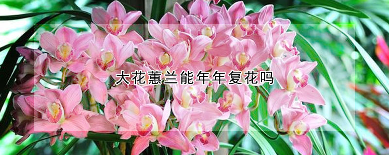 大花蕙蘭能年年複花嗎