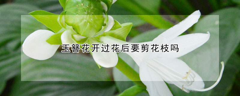 玉簪花開過花後要剪花枝嗎