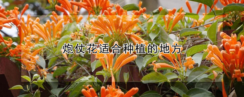 炮仗花適合種植的地方