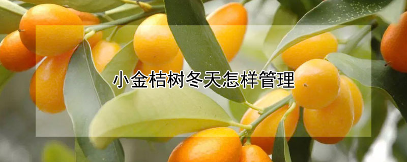 小金桔樹冬天怎樣管理