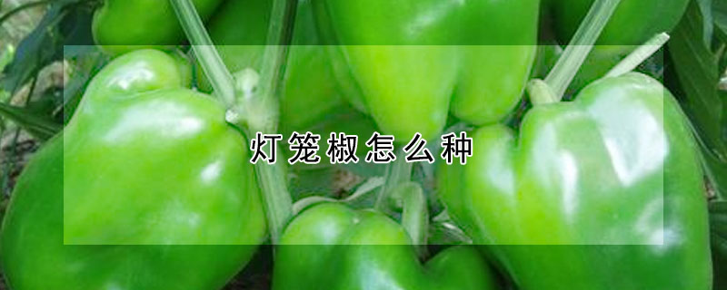 燈籠椒怎麼種