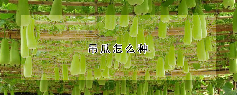 吊瓜怎麼種