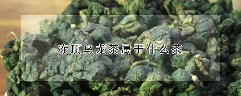 凍頂烏龍茶屬於什麼茶