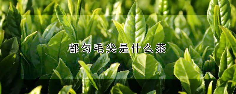 都勻毛尖是什麼茶