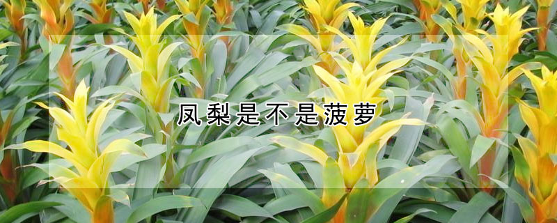 鳳梨是不是菠蘿