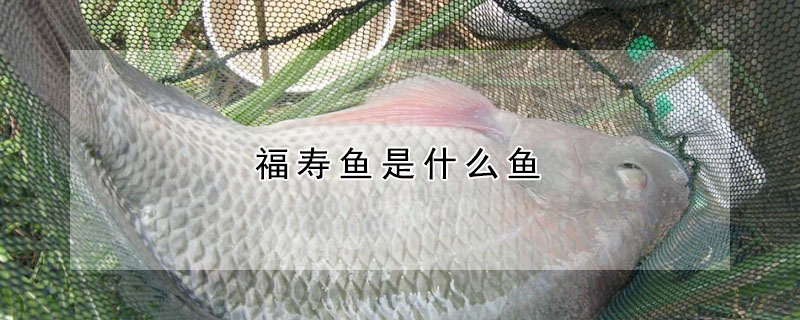 福壽魚是什麼魚