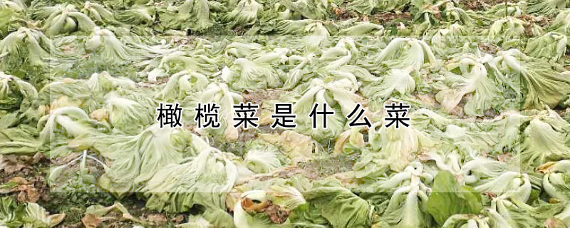 橄欖菜是什麼菜