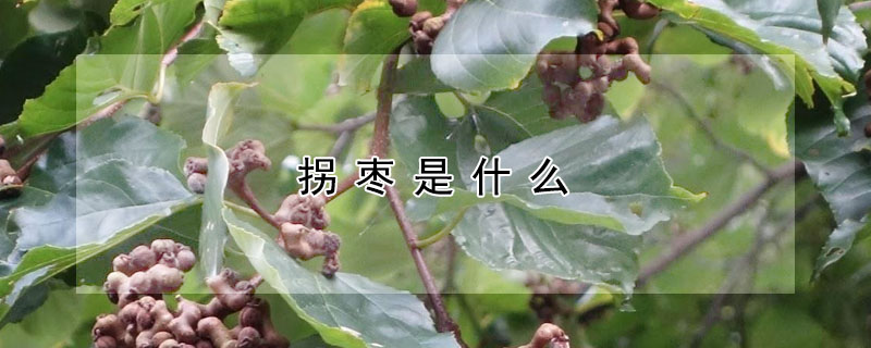 拐棗是什麼