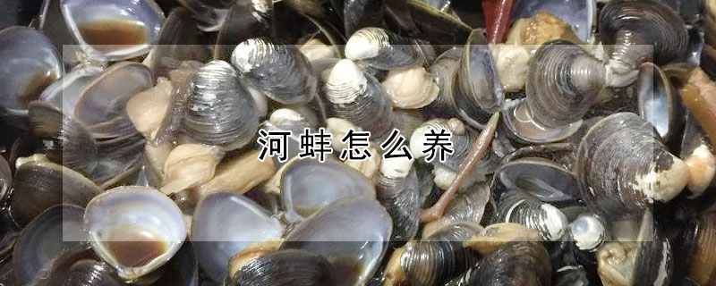 河蚌怎麼養