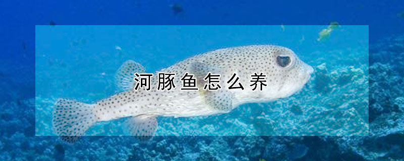 河豚魚怎麼養