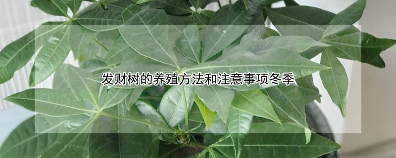 發財樹的養殖方法和注意事項冬季