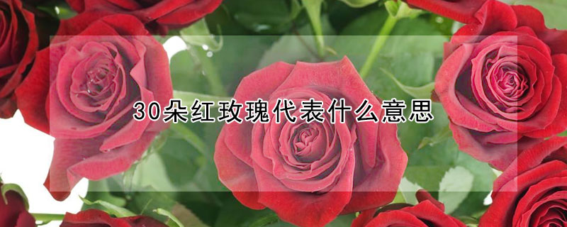 30朵紅玫瑰代表什麼意思