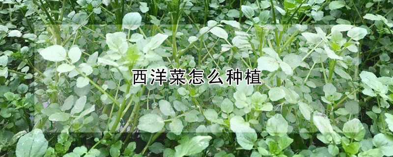 西洋菜怎麼種植