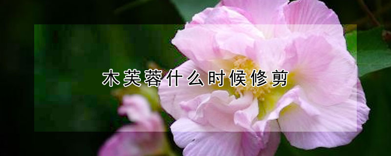 木芙蓉什麼時候修剪