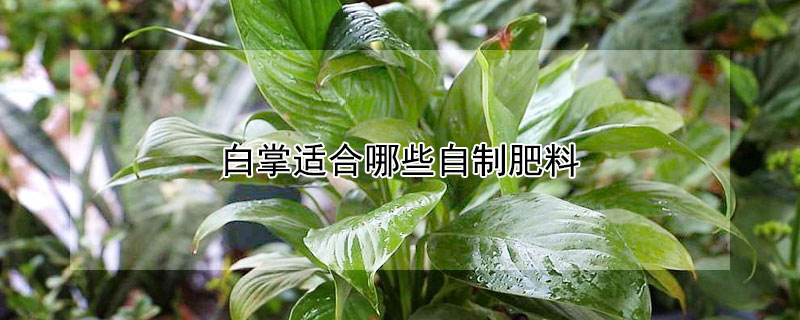 白掌適合哪些自製肥料