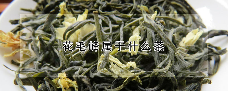 花毛峰屬於什麼茶