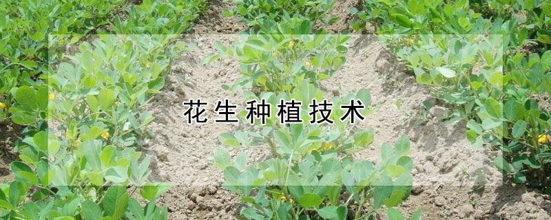 花生種植技術