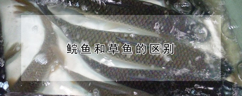 鯇魚和草魚的區別