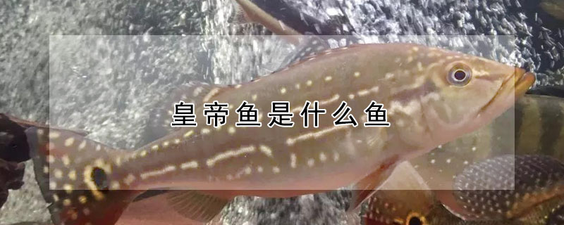 皇帝魚是什麼魚