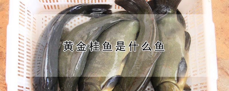 黃金桂魚是什麼魚