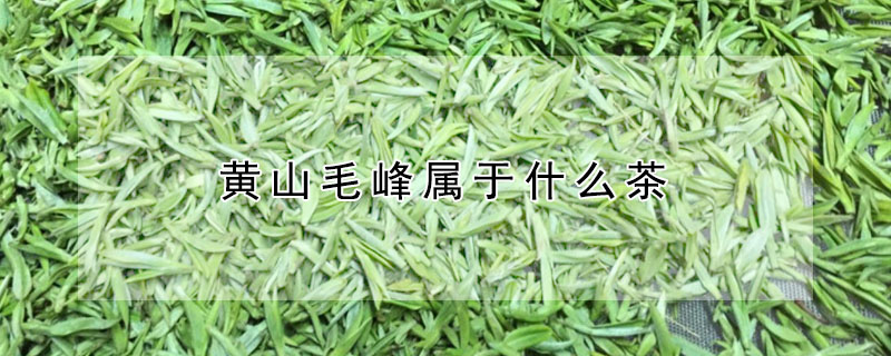 黃山毛峰屬於什麼茶