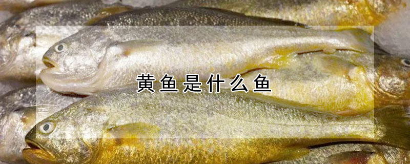 黃魚是什麼魚