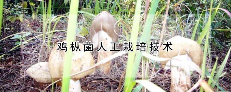 雞樅菌人工栽培技術