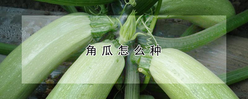 角瓜怎麼種