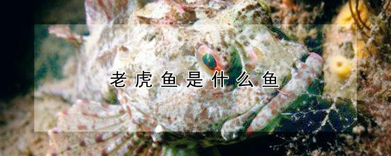 老虎魚是什麼魚