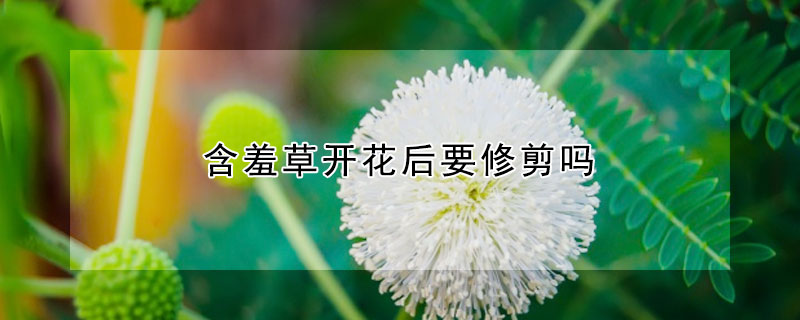 含羞草開花後要修剪嗎