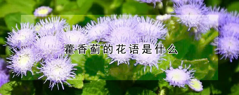 藿香薊的花語是什麼