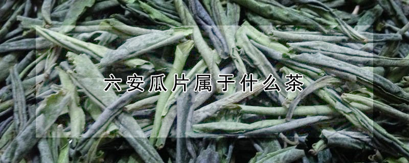 六安瓜片屬於什麼茶