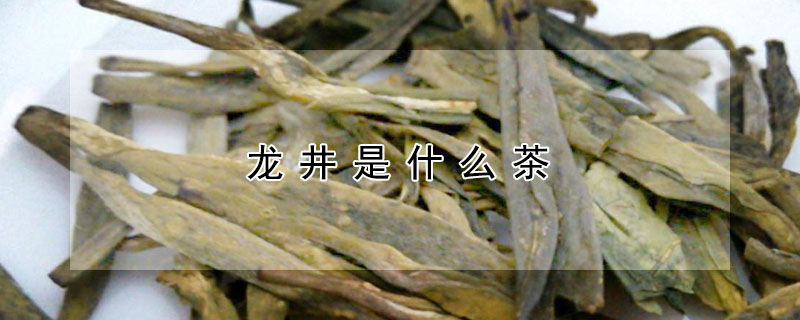 龍井是什麼茶