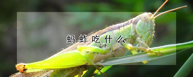 螞蚱吃什麼