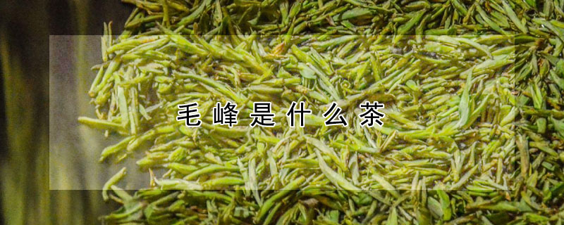 毛峰是什麼茶