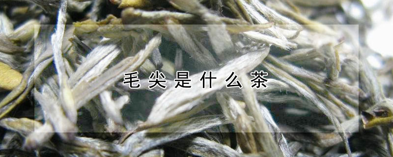 毛尖是什麼茶