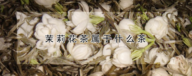 茉莉花茶屬於什麼茶