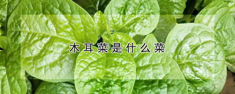 木耳菜是什麼菜