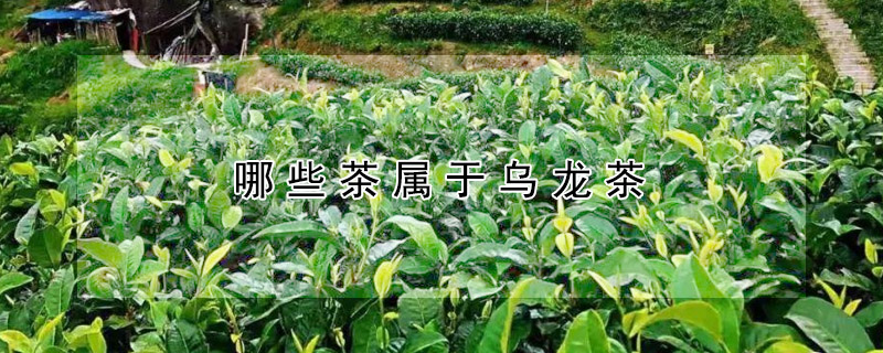 哪些茶屬於烏龍茶