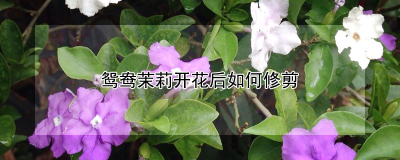 鴛鴦茉莉開花後如何修剪