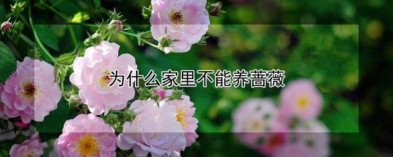 為什麼家裏不能養薔薇