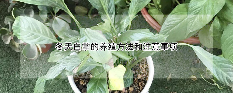 冬天白掌的養殖方法和注意事項