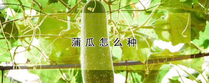 蒲瓜怎麼種